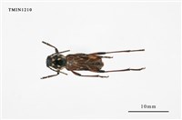 藏品(胸斑虎天牛)的圖片